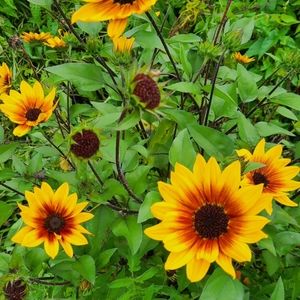 Meet your Posher, Nita